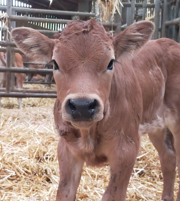 élevage de veaux à Saint-Pompain près de Niort dans les Deux-Sèvres 79