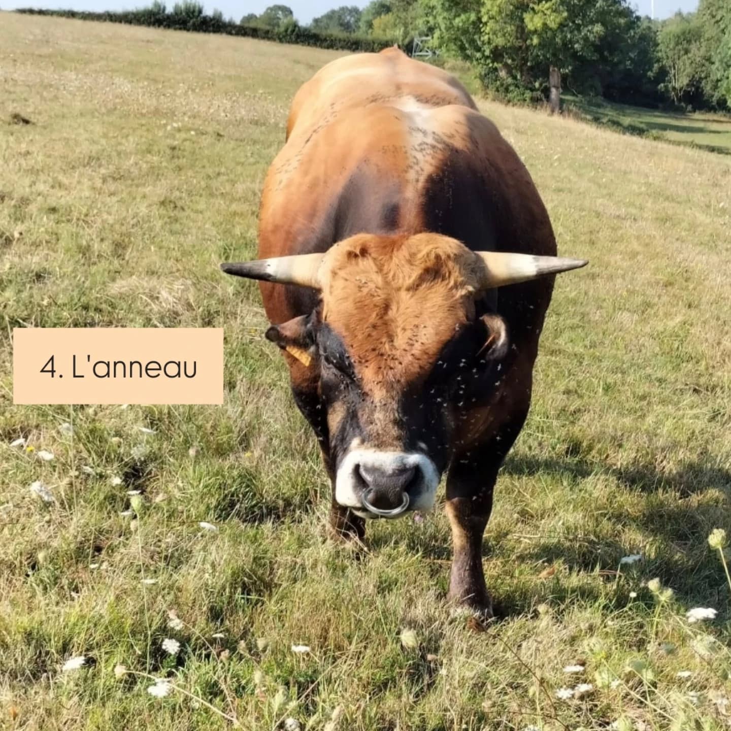 🐮 Vache ou taureau ? 🐮