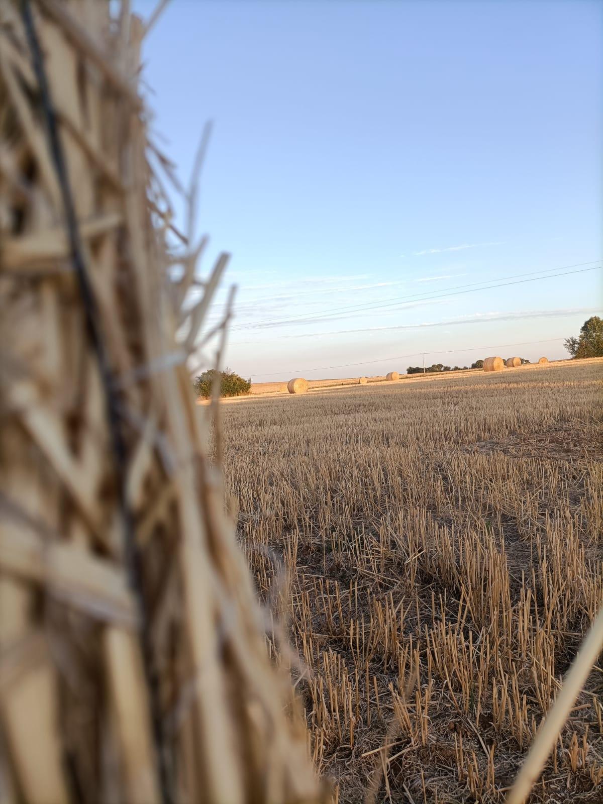 🌾 R&eacute;colte de bl&eacute; et d'orge 🌾
