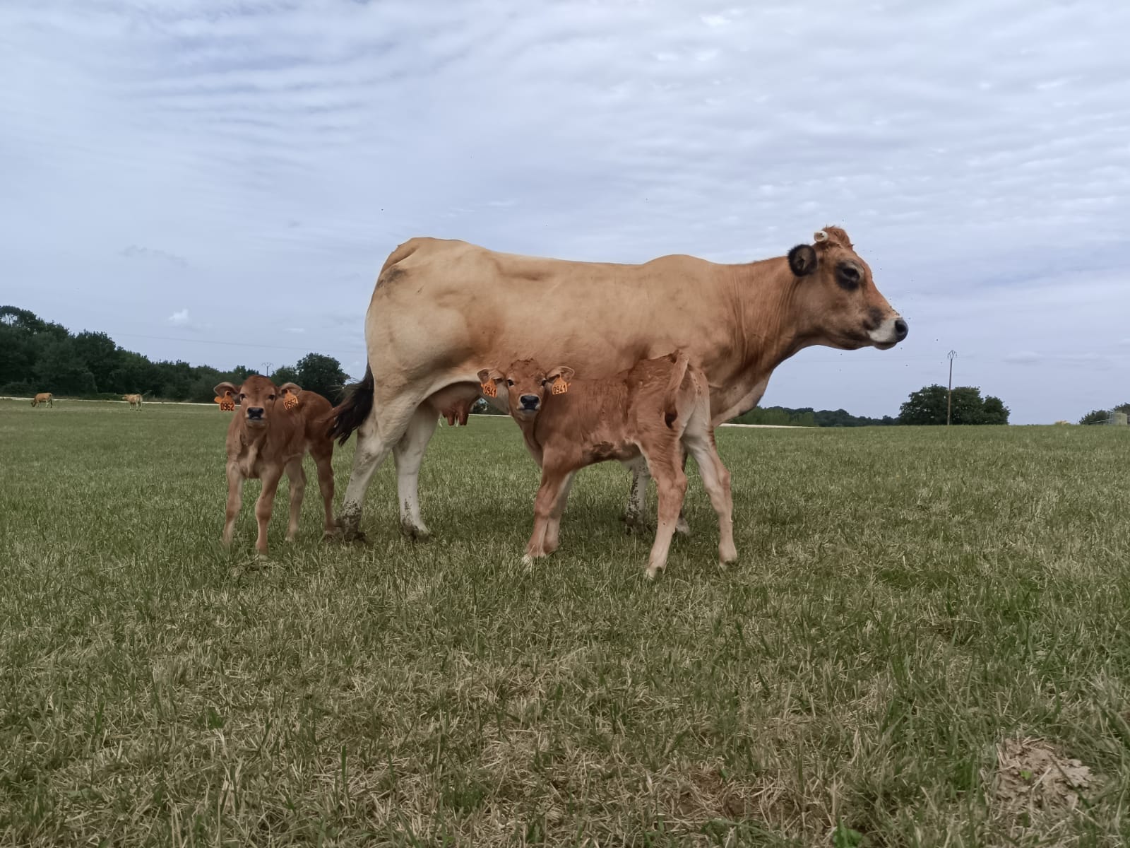 🐮 Premi&egrave;res naissances de la saison 🐮