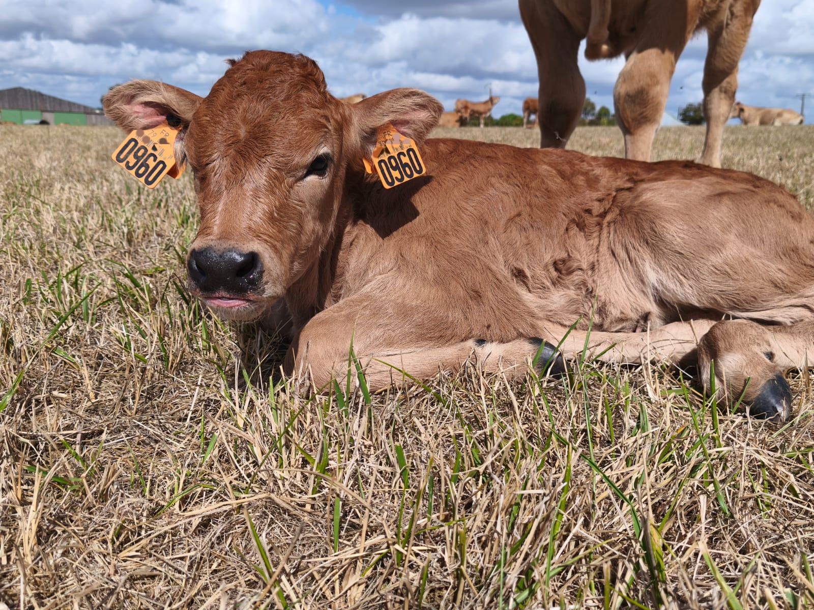 🐮 Premi&egrave;res naissances de la saison 🐮