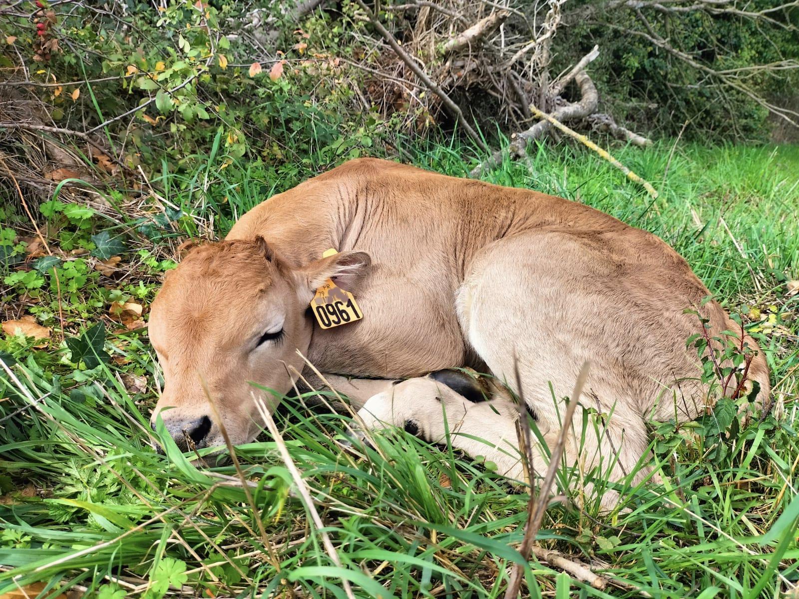 🐮 Des petits nouveaux ...🐮