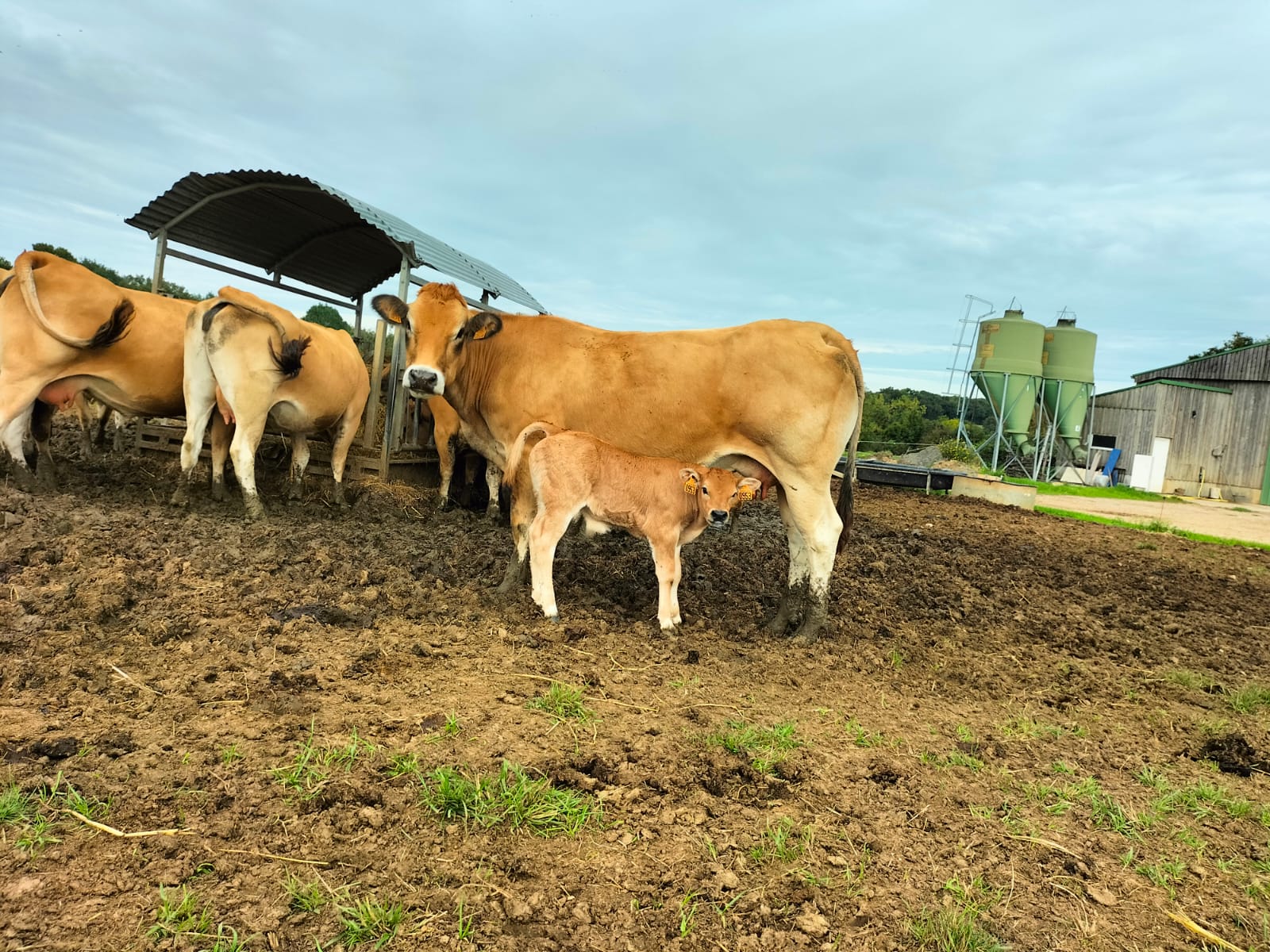 🐮 Des petits nouveaux ...🐮