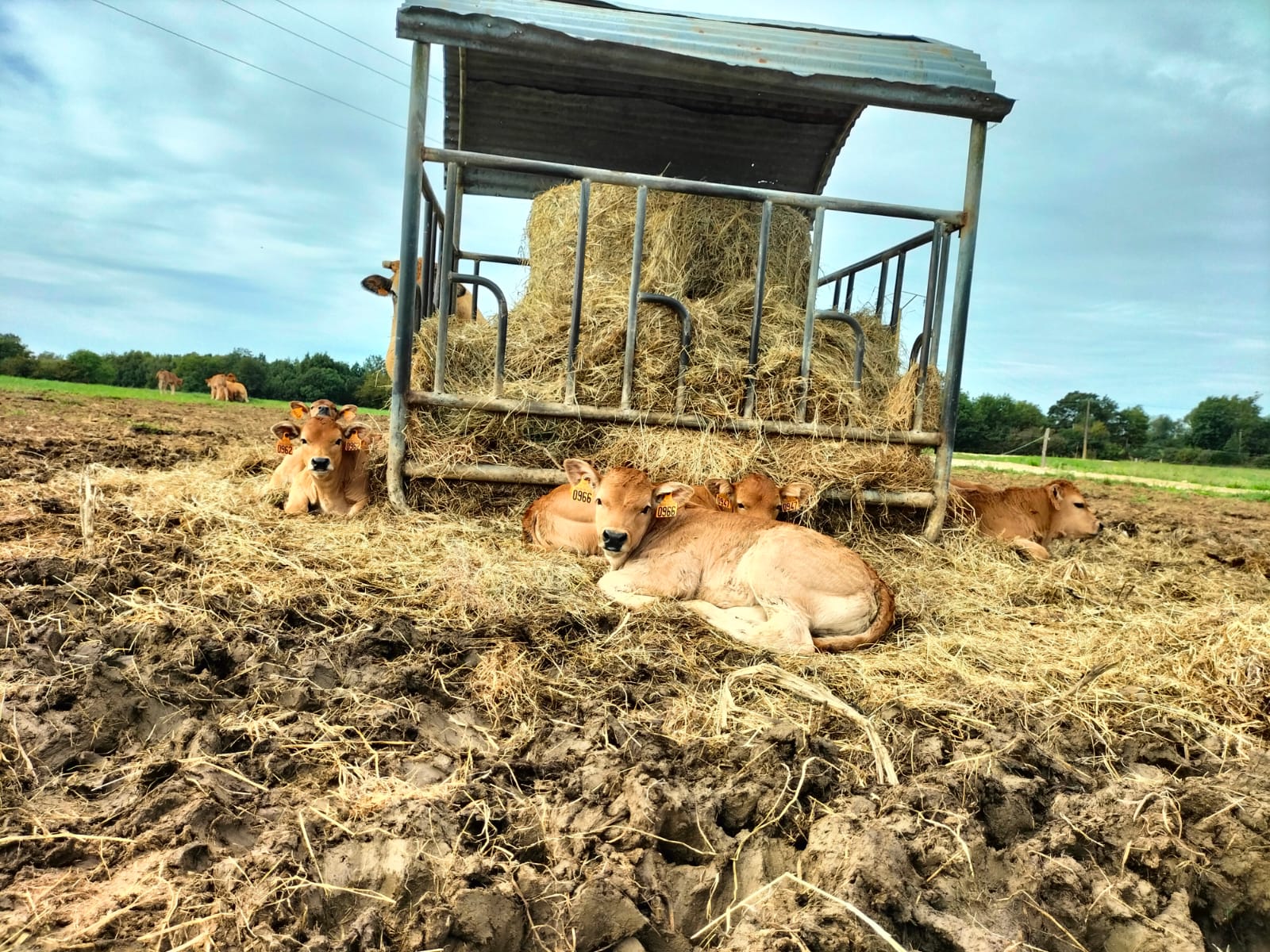 🐮 Des petits nouveaux ...🐮