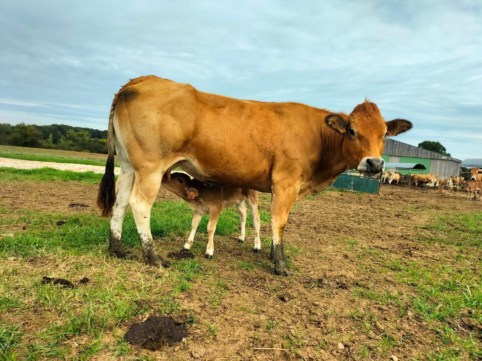 🐮 Des petits nouveaux ...🐮