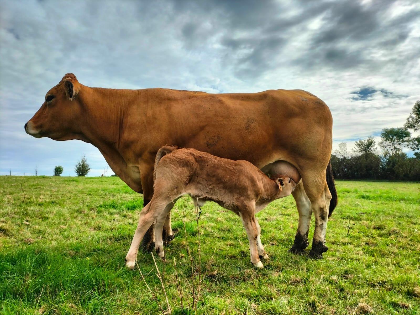 🐮 Des petits nouveaux ...🐮