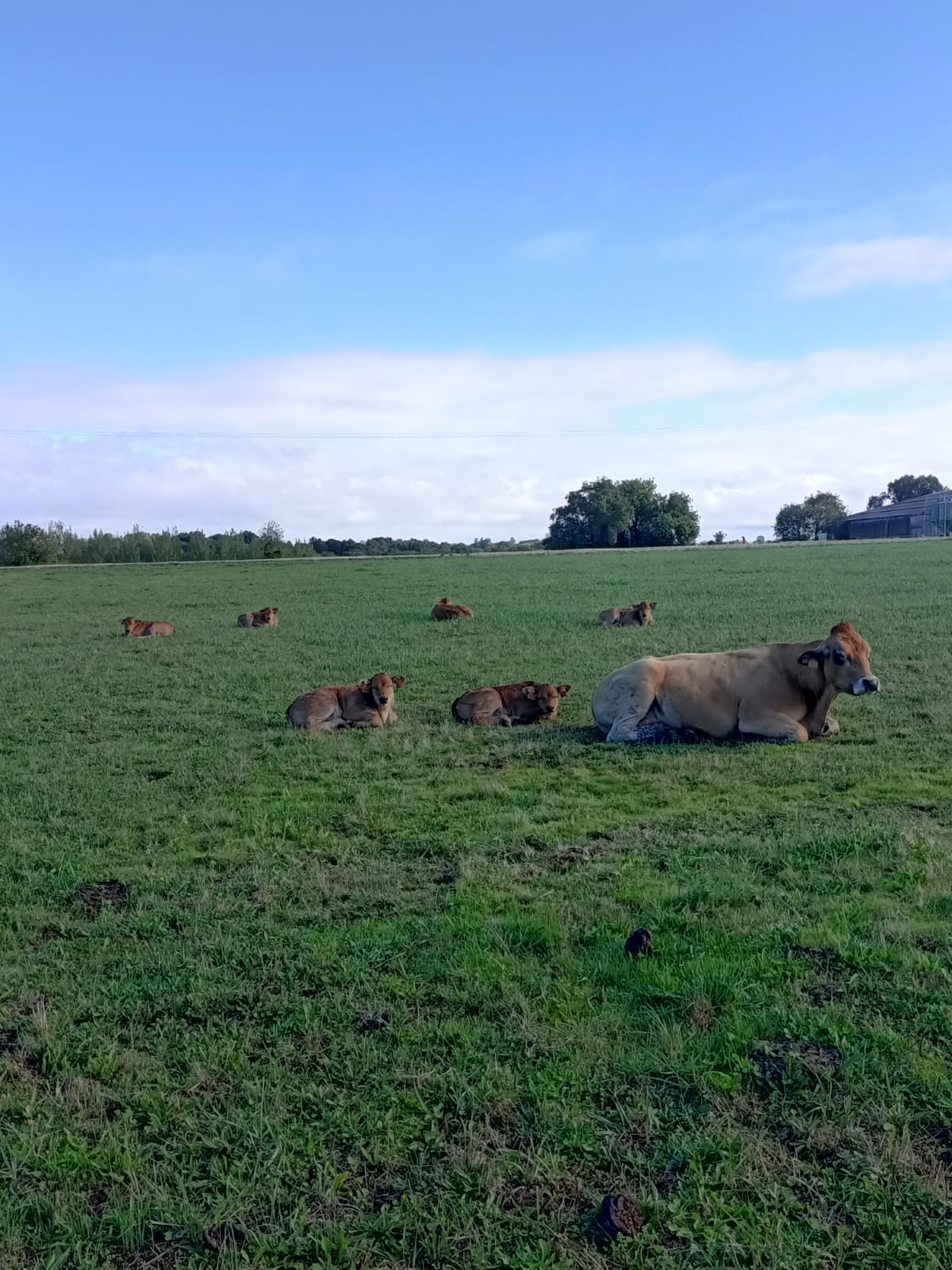 🐮 Des petits nouveaux ...🐮