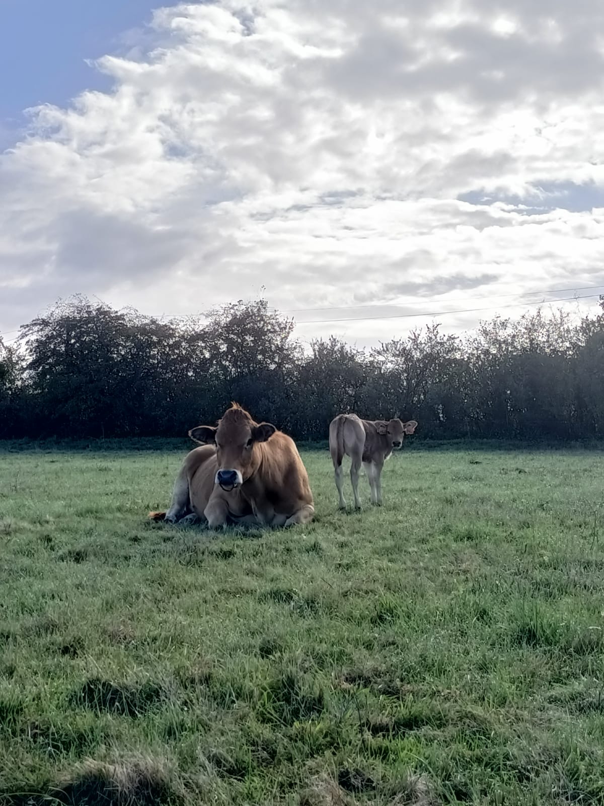 🐮 Des petits nouveaux ...🐮
