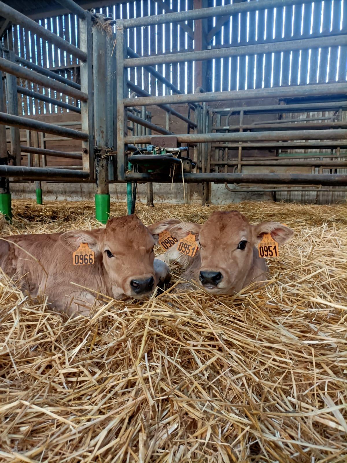 🐮 Des petits nouveaux ...🐮