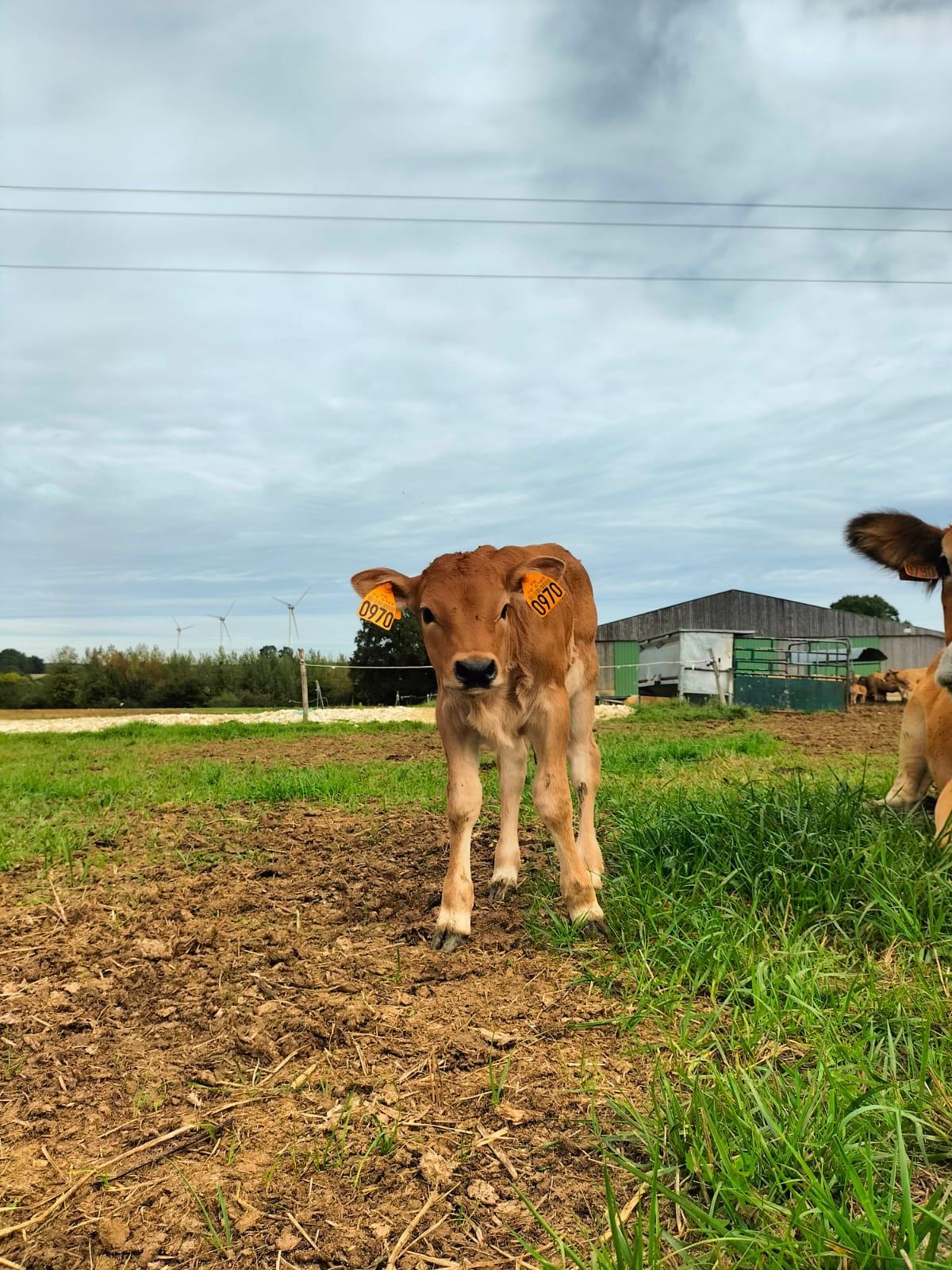 🐮 Des petits nouveaux ...🐮
