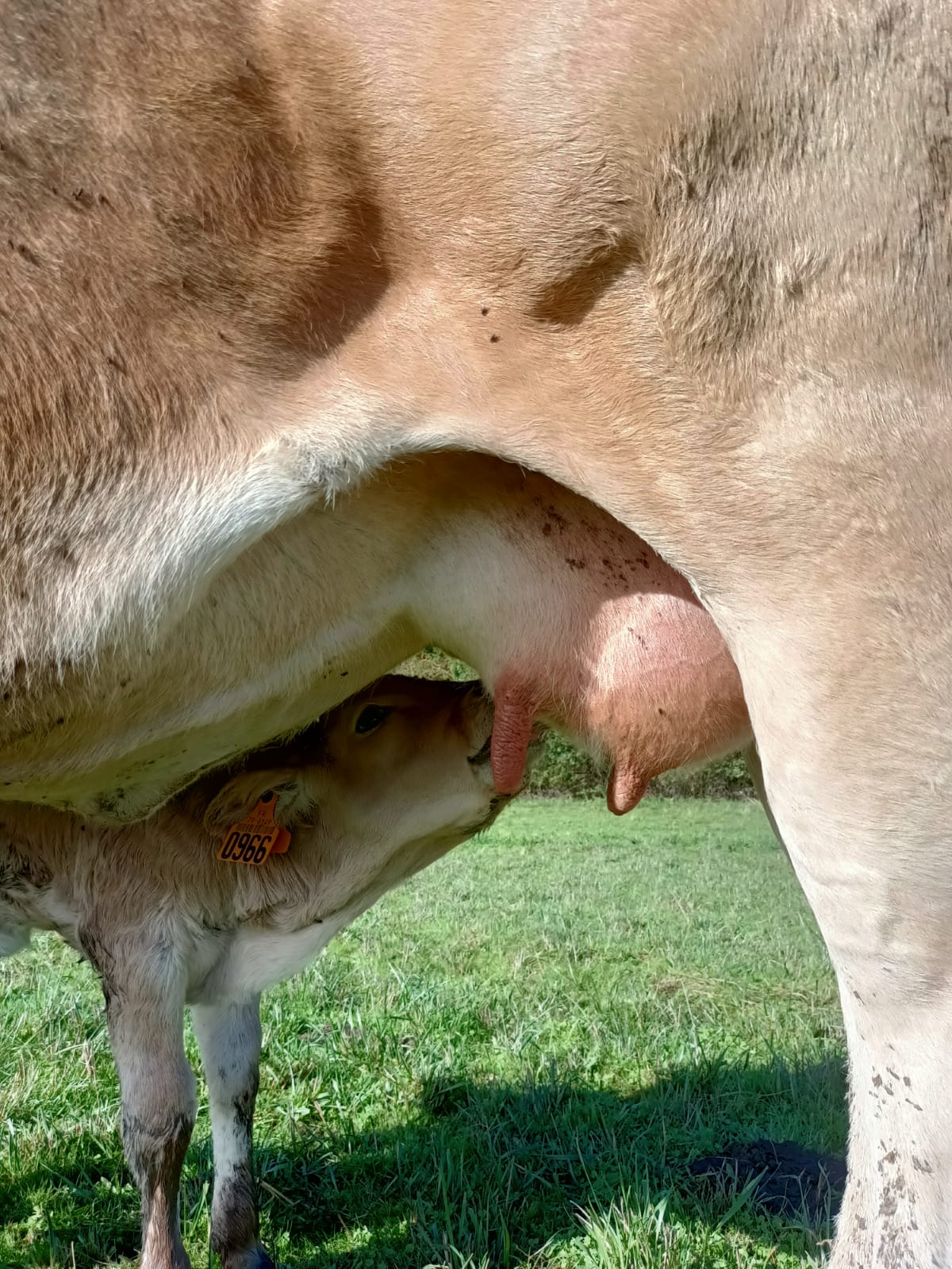 🐮 Des petits nouveaux ...🐮