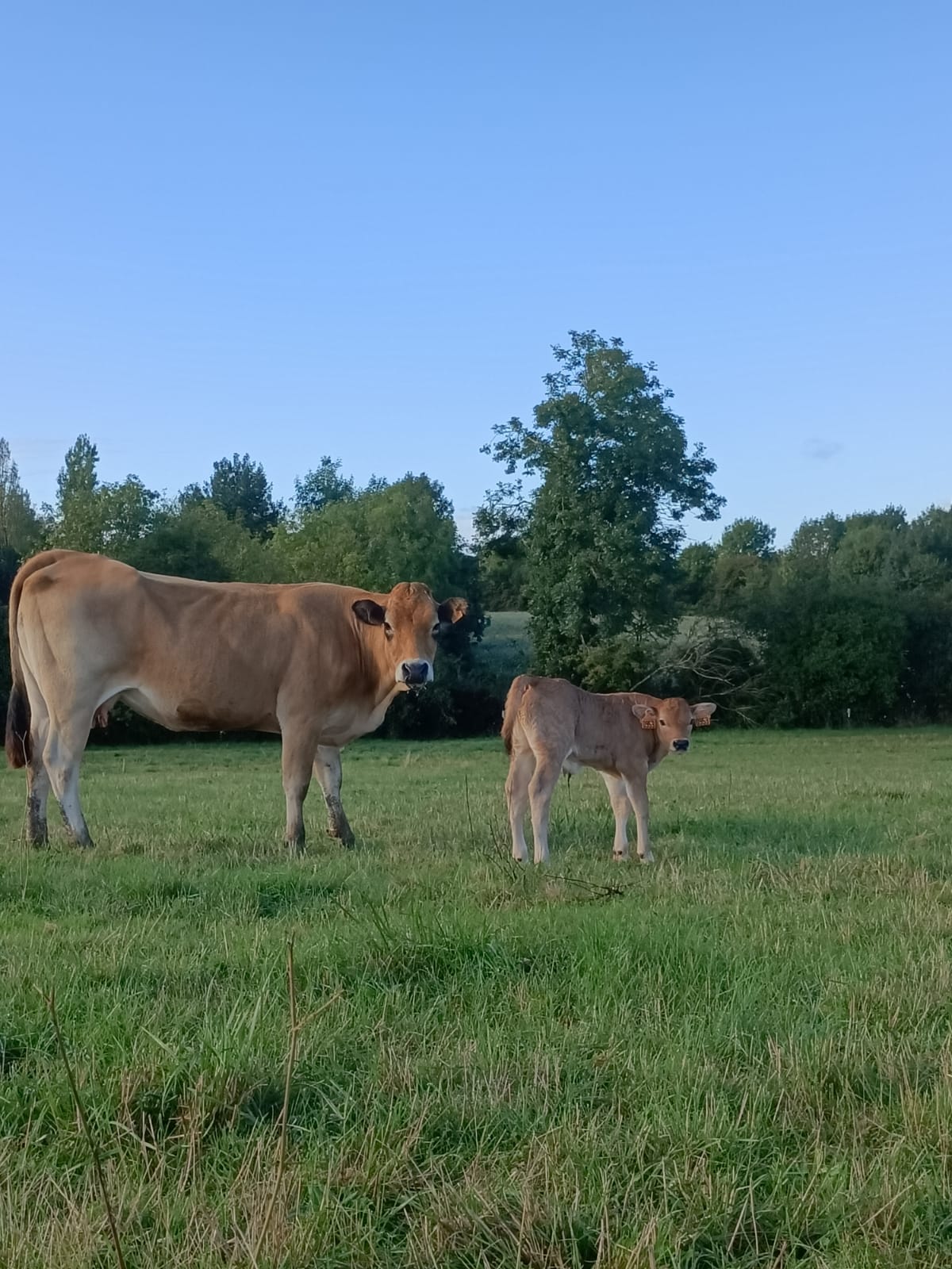 🐮 Des petits nouveaux ...🐮